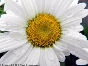 Photo-juin-début-005opt